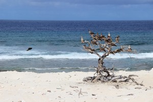 Fous a pieds rouges sur ile Tromelin©TAAF